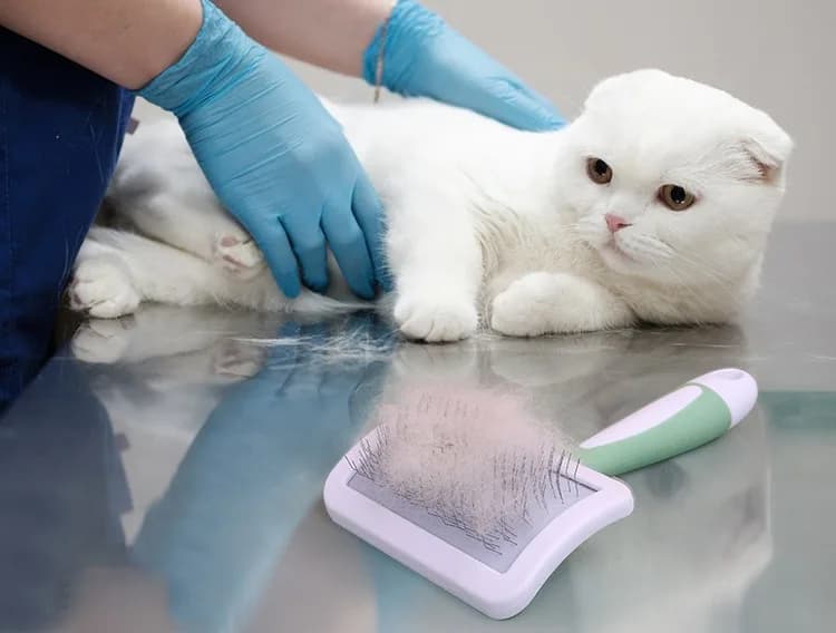 와이낫펫 반려동물 슬리커 브러쉬 M 6